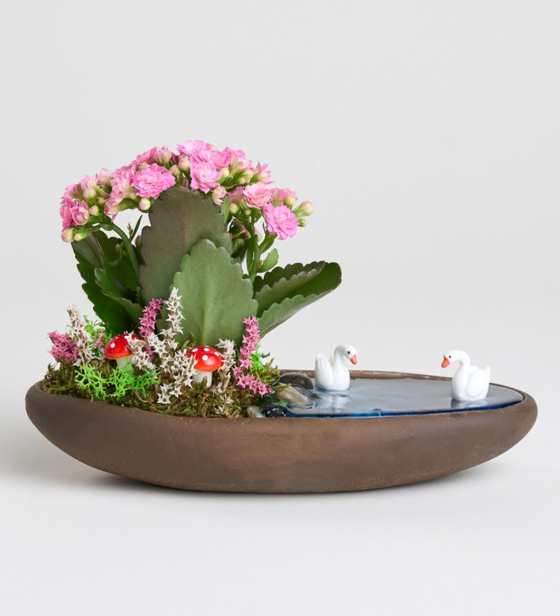 Dekor Saksıda Pembe Kalanchoe Teraryum
