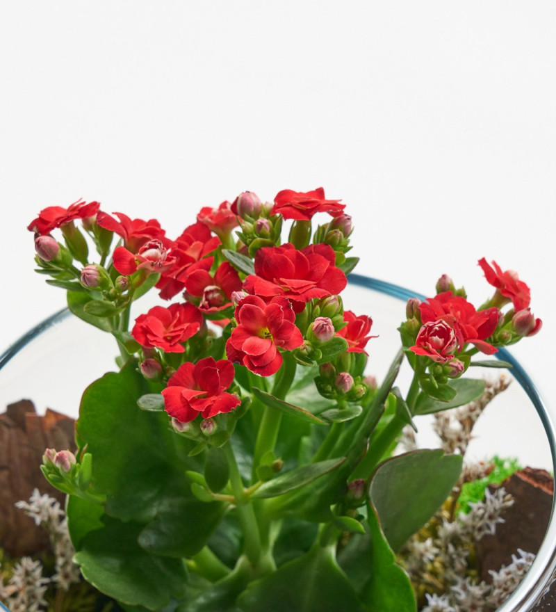 Cam Fanusta Kırmızı Kalanchoe Tasarım Teraryum