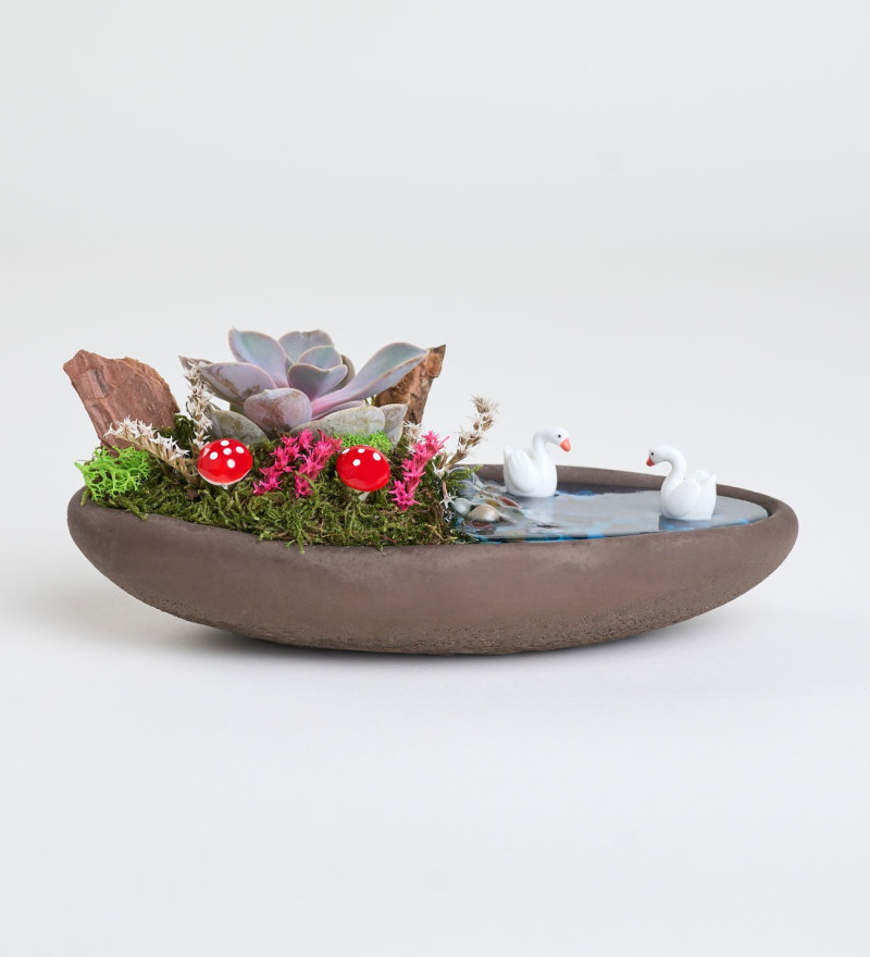 Dekor Saksıda Echeveria Perle Von Nurnberg Teraryum