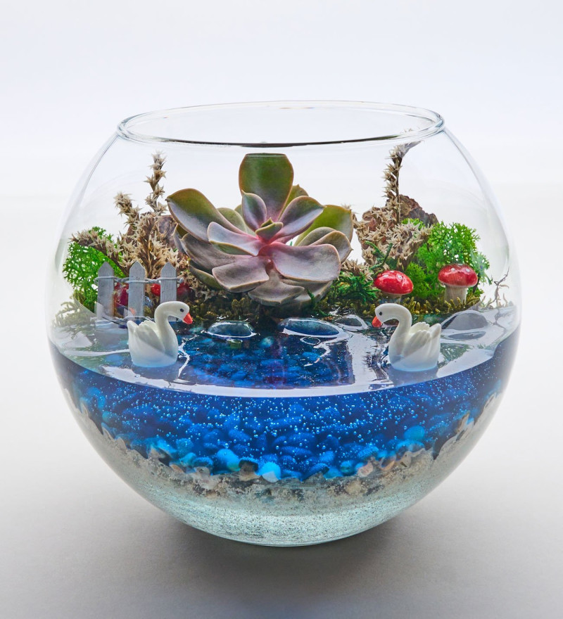 Cam Fanusta Echeveria Perle Von Nurnberg Teraryum