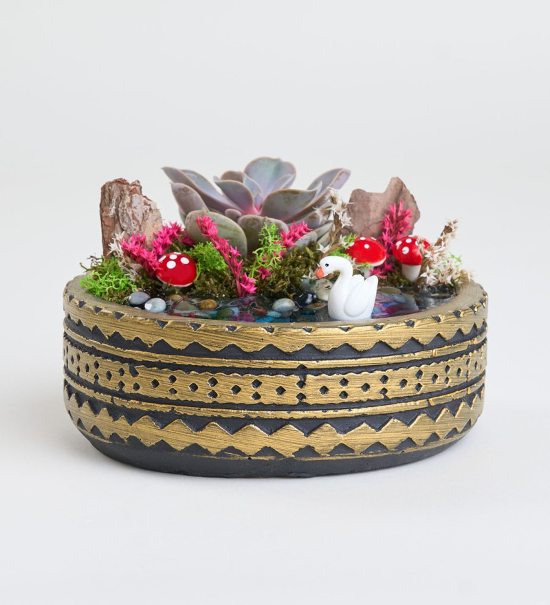 Ring Saksıda Echeveria Perle Von Nurnberg Teraryum