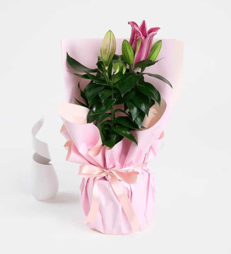 Pembe Buket Kağıtlı Beton Saksıda Pembe Lilyum 