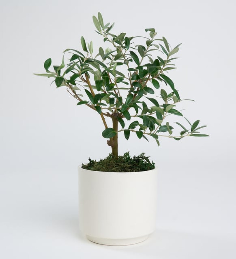 Beyaz Beton Saksıda Zeytin Ağacı