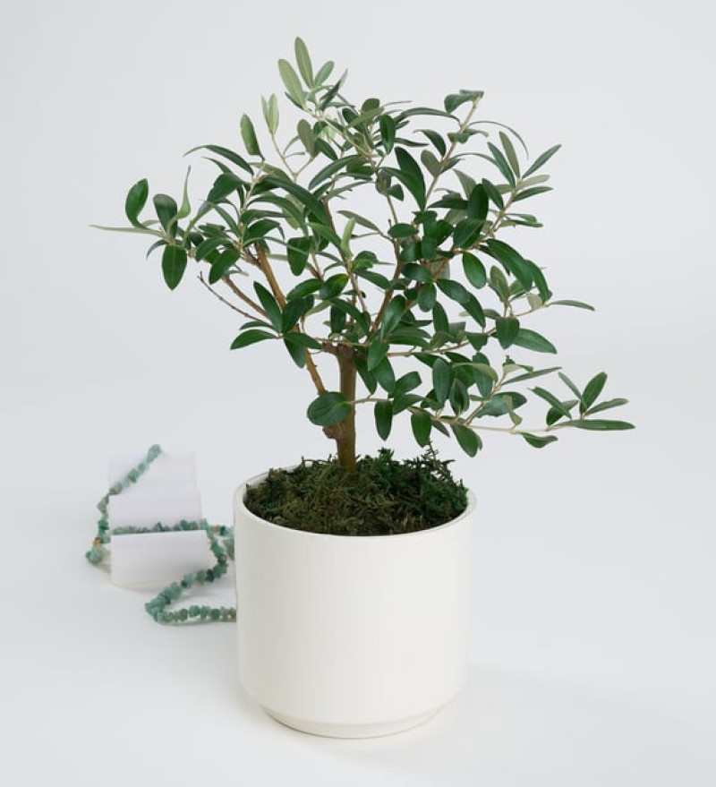 Beyaz Beton Saksıda Zeytin Ağacı