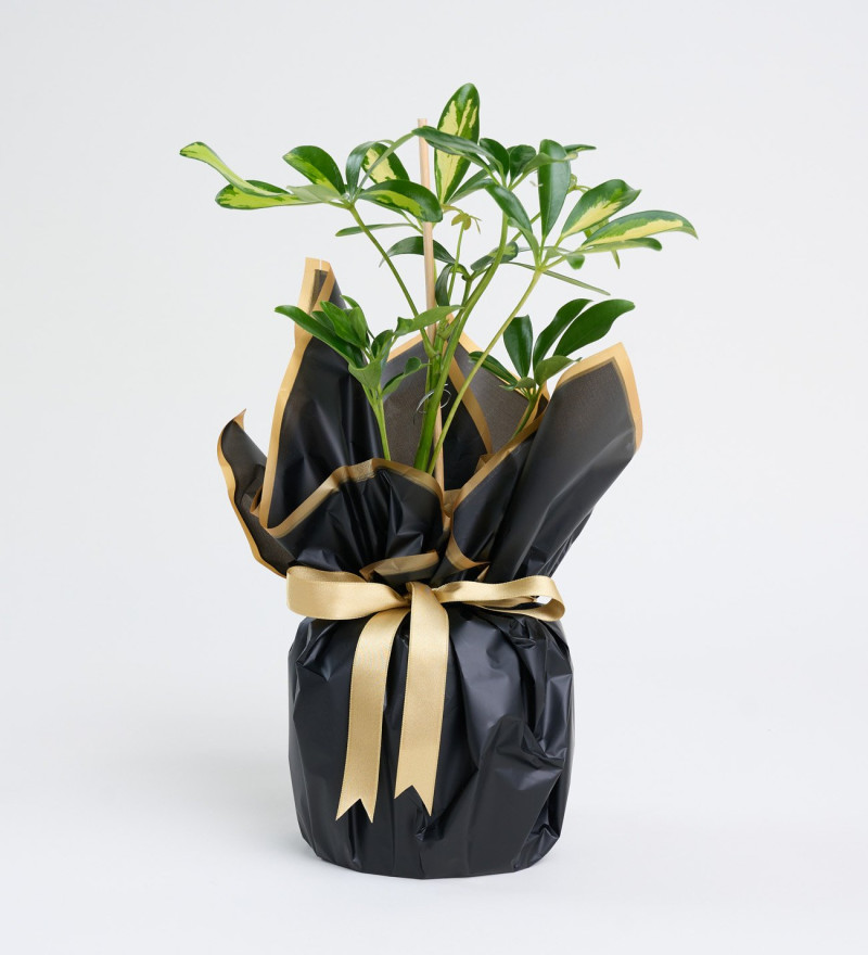 Siyah Buket Kağıdında Schefflera Tekli p12