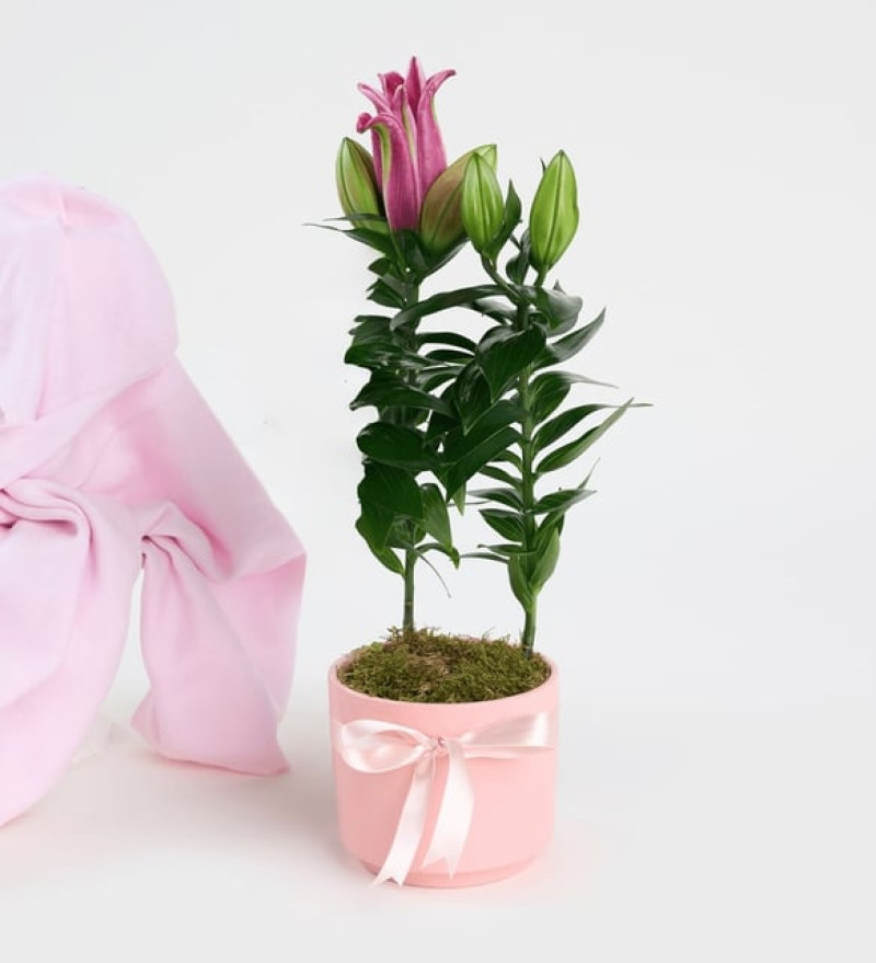  Pembe Beton Saksıda Pembe Lilyum