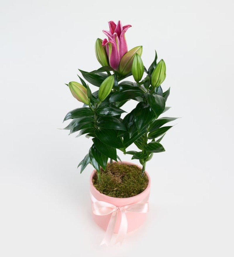  Pembe Beton Saksıda Pembe Lilyum