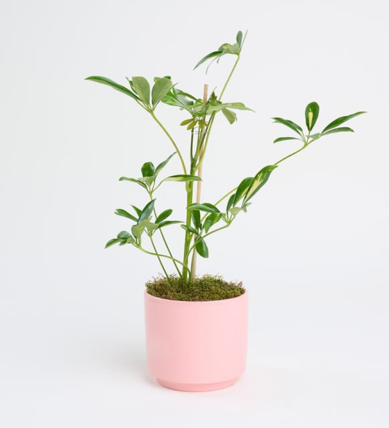 Schefflera Tekli