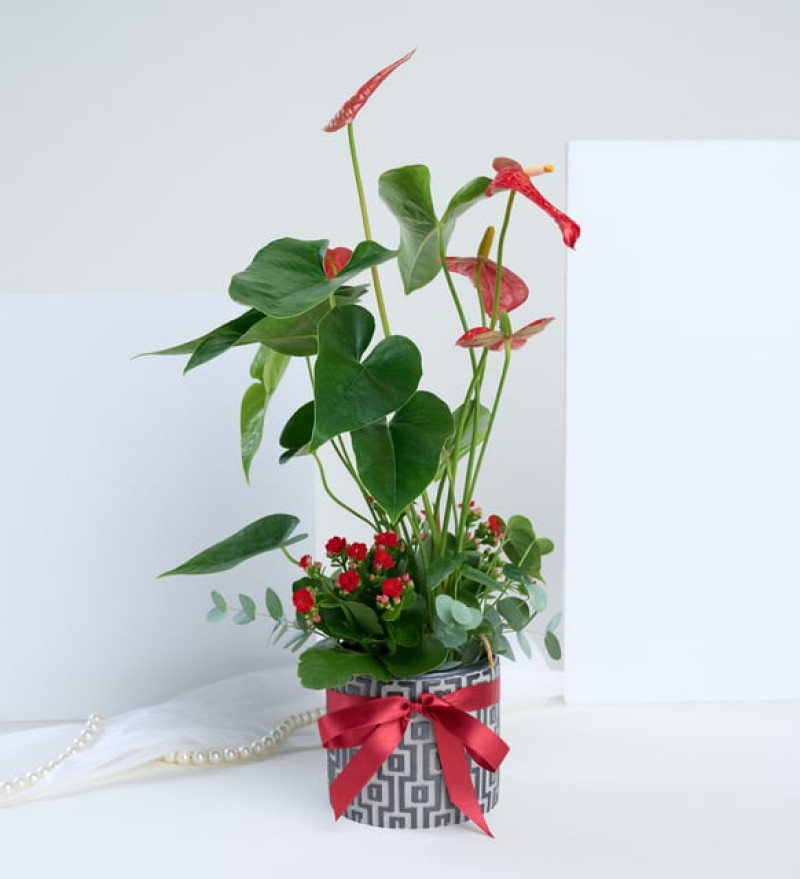  Kare Desenli Saksıda Antoryum ve Kırmızı Kalanchoe
