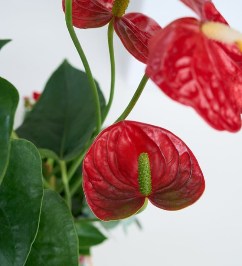  Kare Desenli Saksıda Antoryum ve Kırmızı Kalanchoe