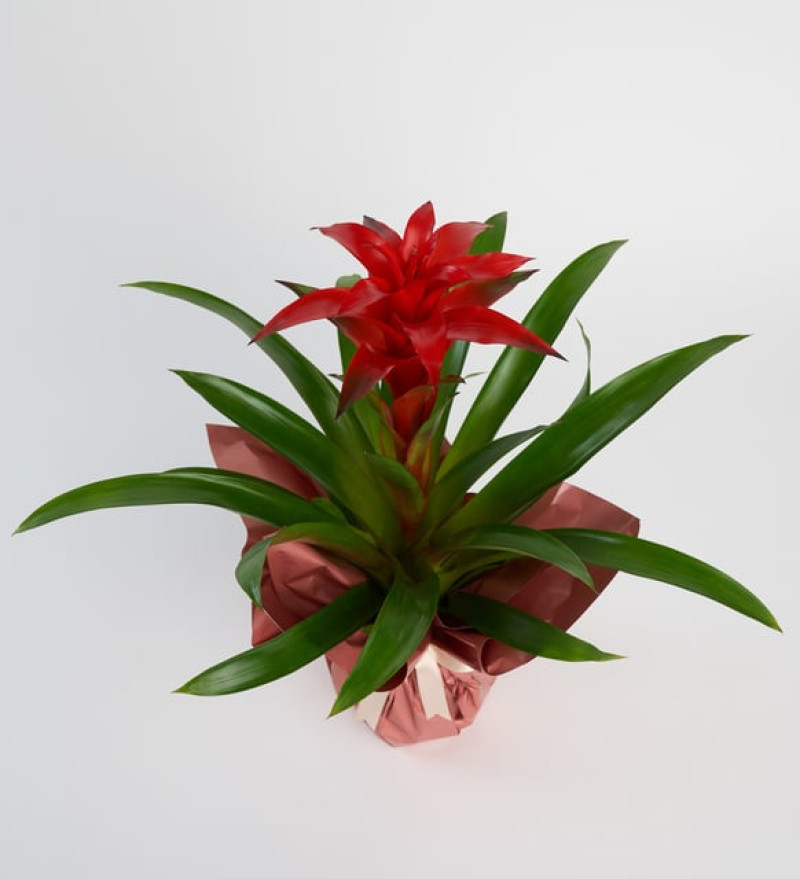 Buketli Beton Saksıda Guzmania