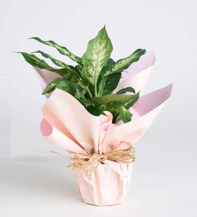  Saksıda Dieffenbachia Çiçeği