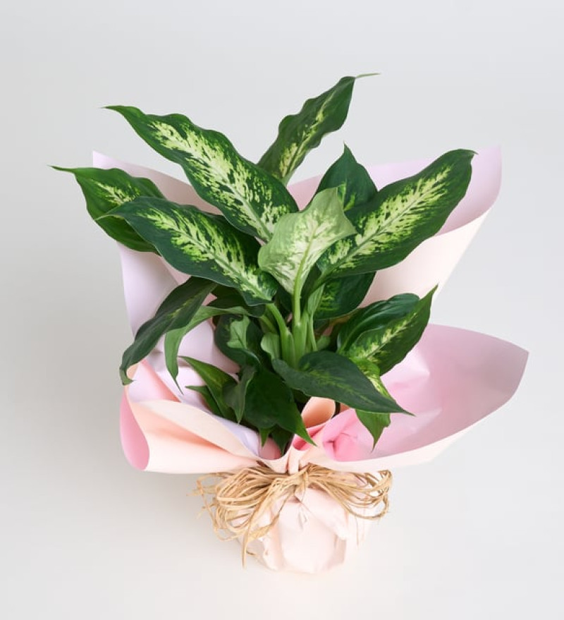  Saksıda Dieffenbachia Çiçeği