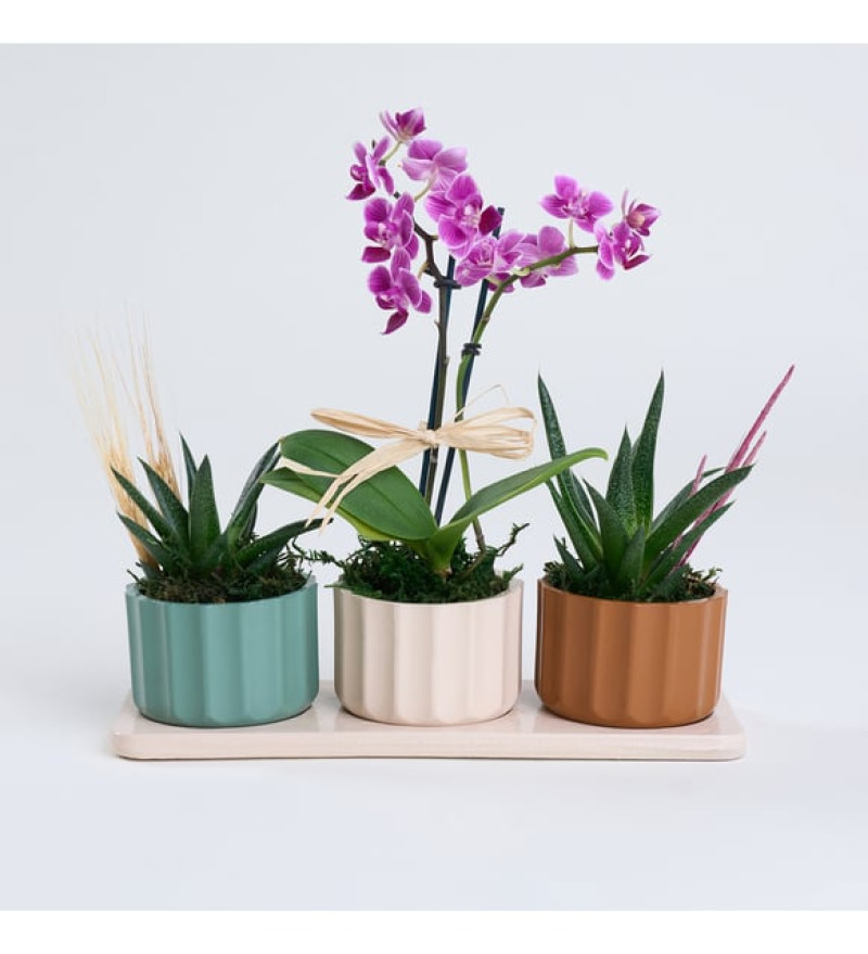 Trio Saksıda Haworthia Limifolia ve Mor Orkide