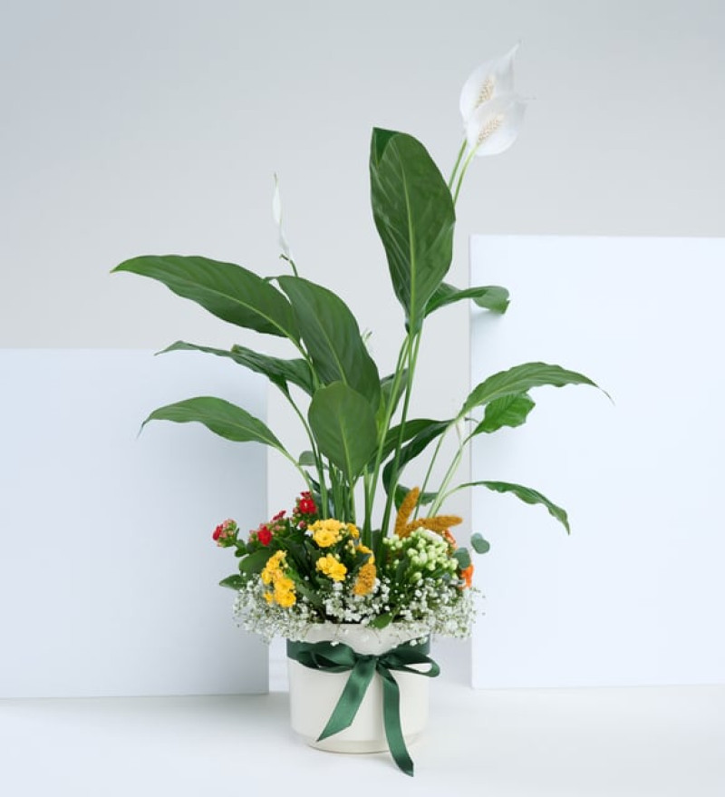 Beyaz Saksıda Barış Çiçeği ve Kalanchoe Çiçekleri
