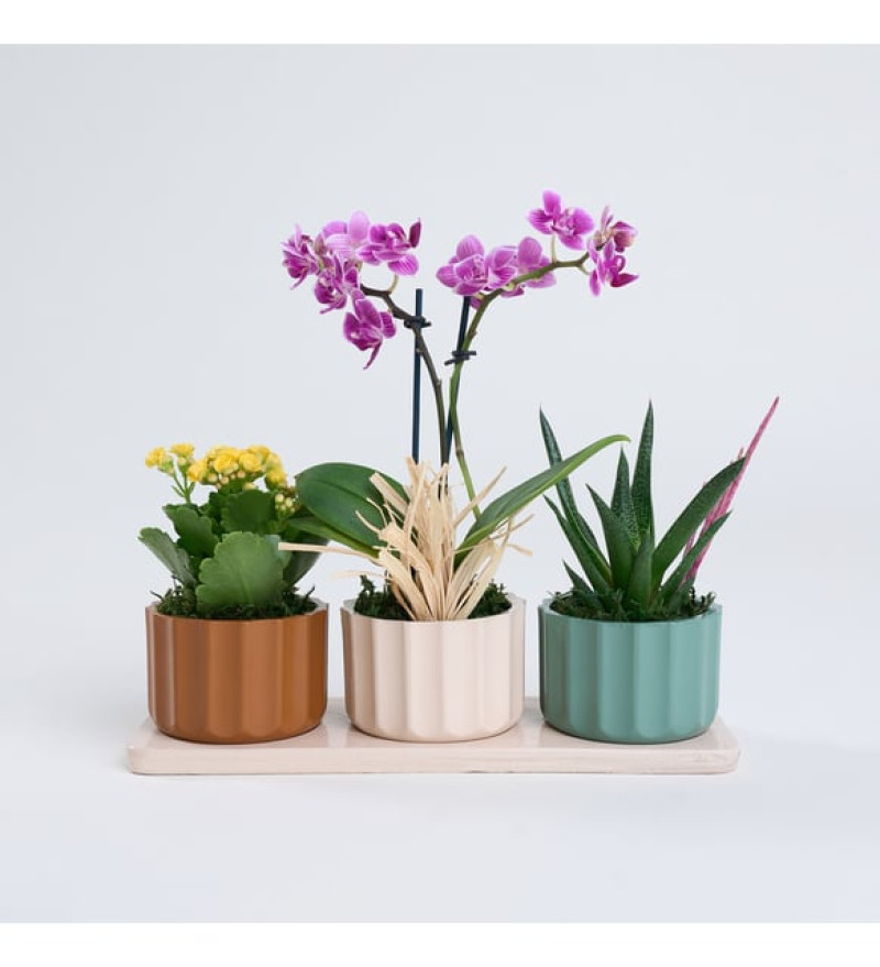Trio Saksıda Mor Orkide, Haworthia ve Kalanchoe