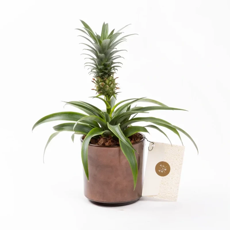 Fineapple – Saksı Çiçeği