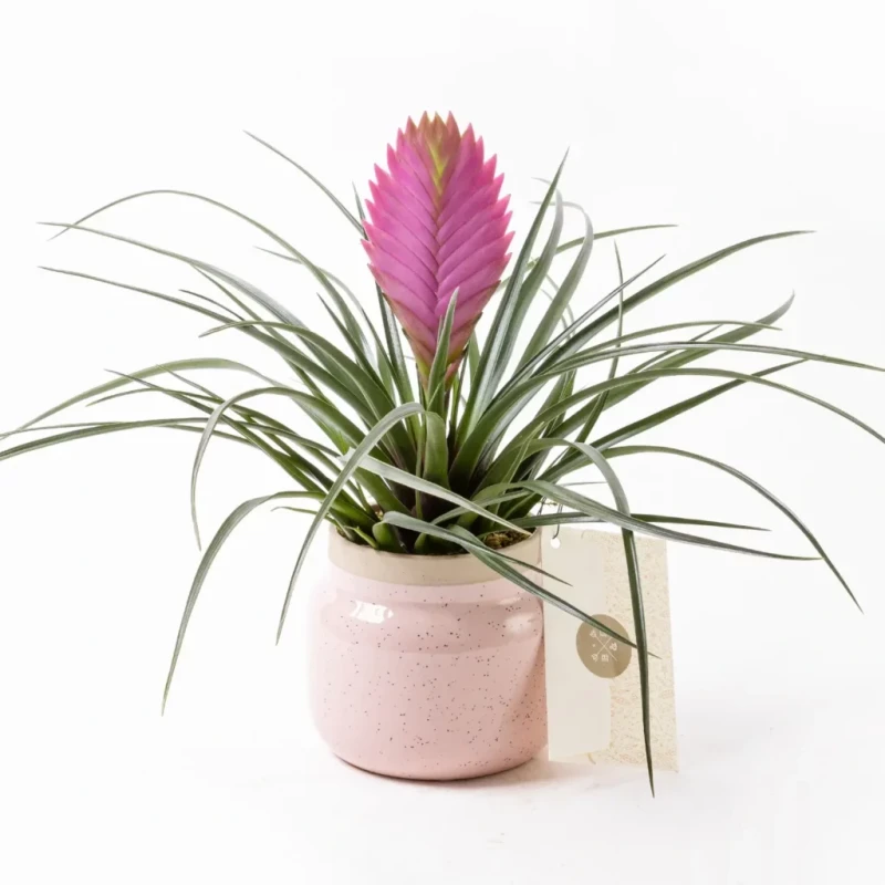 Fuchsia in Jungle – Tillandsia Saksı Çiçeği