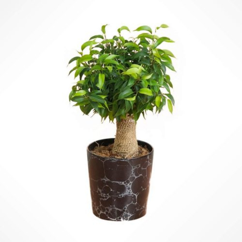 Ficus Benjamin Bonsai