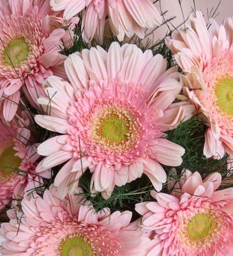 Pudra Bukette Pembe Gerberalar